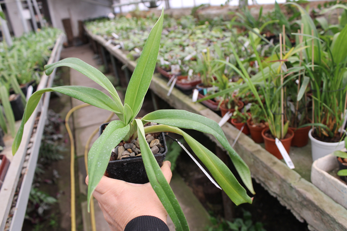 Phragmipedium Franz Glanz (richteri x besseae).jpg