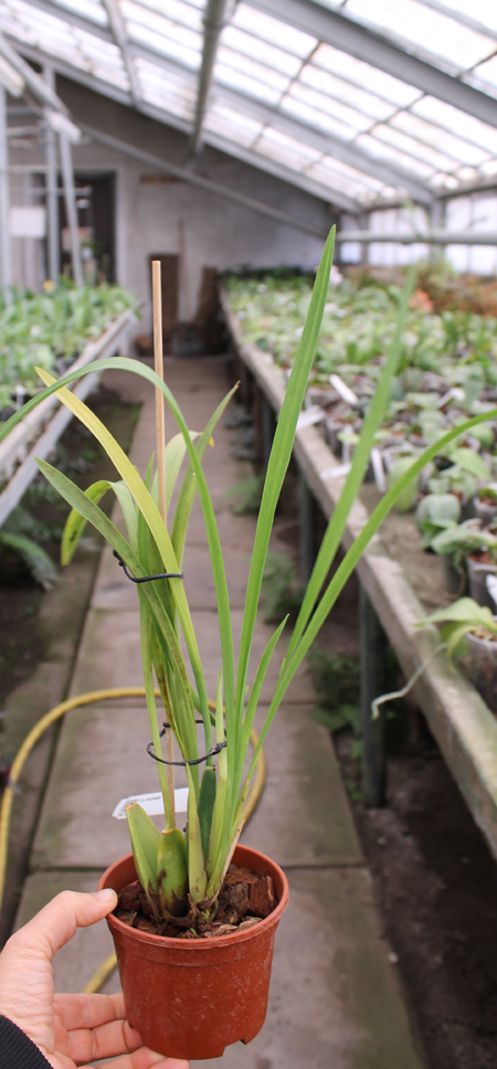 Cuitlauzina pulchella.jpg