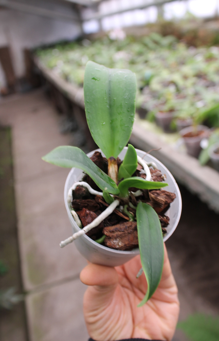 Cattleya dowiana aurea.jpg