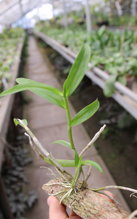 Dendrobium unicum.jpg