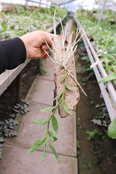 Dendrobium anosmum.jpg