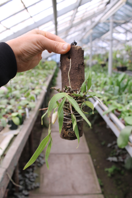 Dendrobium christyanum.jpg