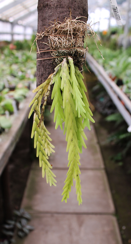 Lockhartia oerstedii.jpg