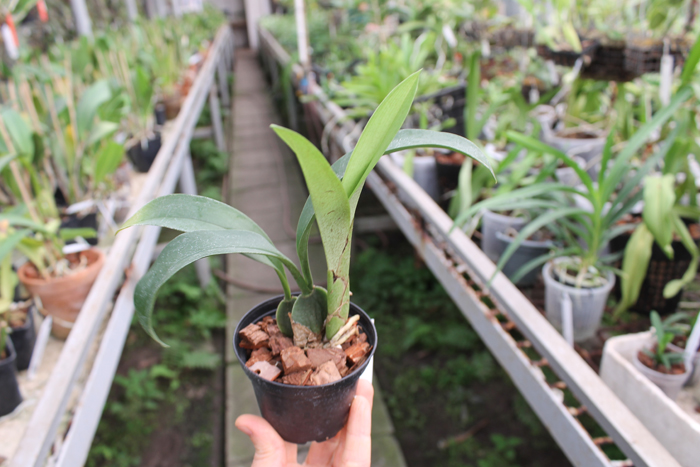 Rossioglossum 'Rawdon Jester' (Rossioglossum grande x Rossoiglossum williamsianum).jpg