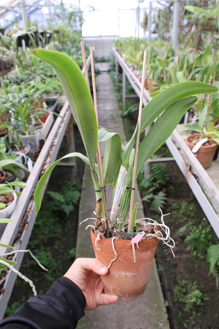 Cattleya labiata tipo 'CH #6' x 'CH #1'.jpg
