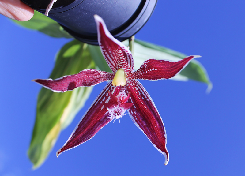 Paphinia neudeckeri.jpg