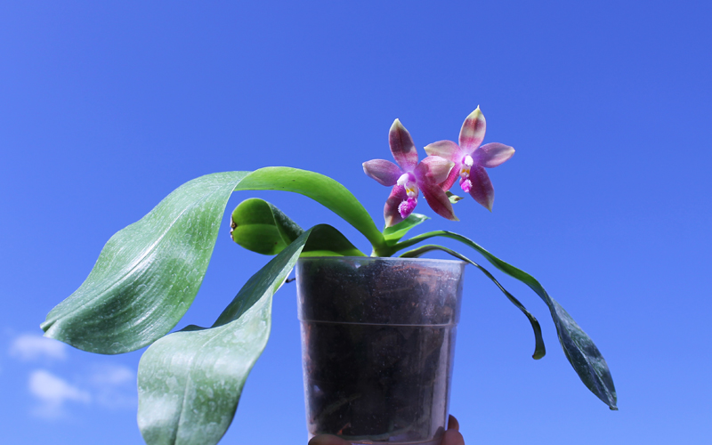 Phalaenopsis Jennifer Palermo (C1 type) x Phalaenopsis LD's Bear Queen.jpg