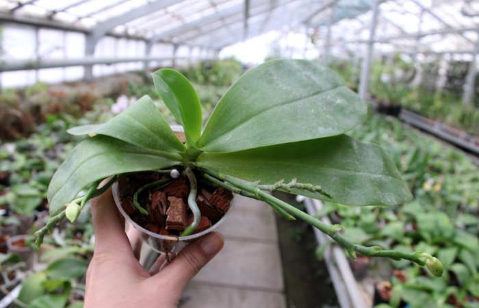 Phalaenopsis ((Hos Kungfong Glory x (violacea -rofino) x Tsays (violacea -rofino) x Tsays Evergreen ) x Dragon Tree Eagle) x tetraspis c-1.JPG