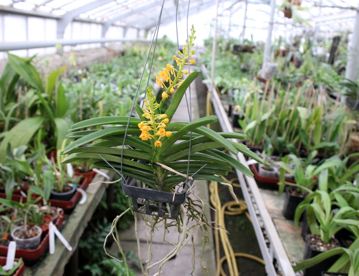 Ascocentrum miniatum.JPG