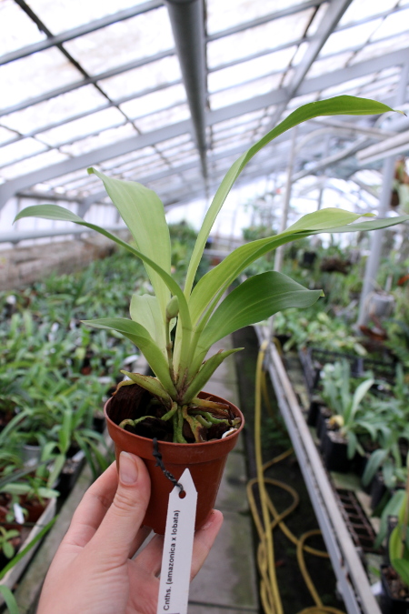 Cochleanthes (amazonica x lobata).JPG