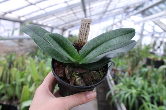 Paphiopedilum In Charm Handel (hangianum x delenatii).JPG