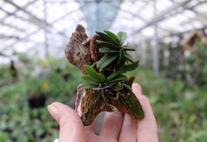 Schoenorchis fragrans.JPG