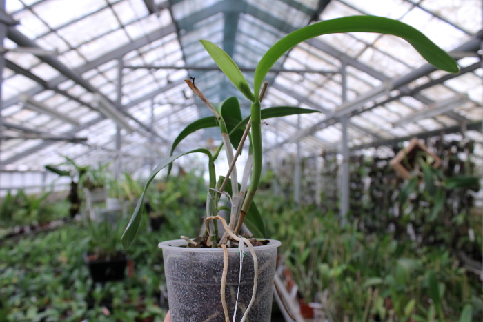 Sophrocattleya June Bug 'Venice Sunshine'.JPG