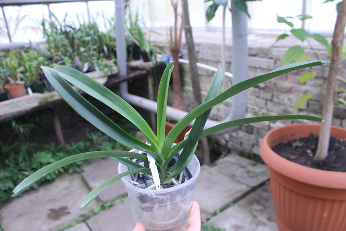 Vanda Pure Wax Pink Wimol.jpg