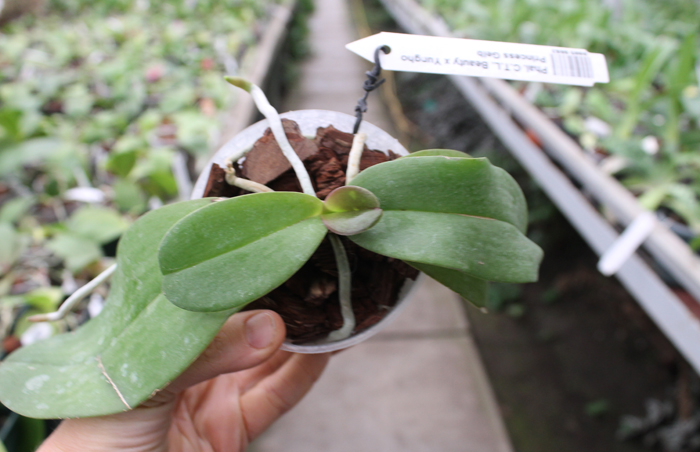 Phalaenopsis CTL Beauty x Yungho Princess Gelb.jpg