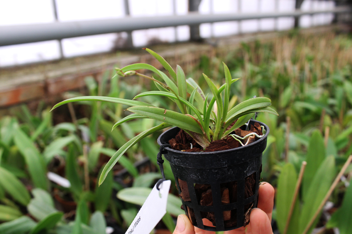 Oncidium (Tolumnia) Midas.jpg