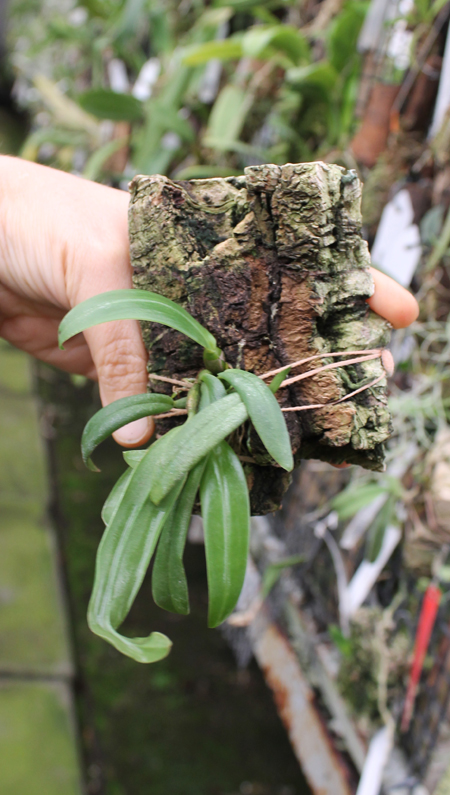 Bulbophyllum phalaenopsis x lobbii.jpg