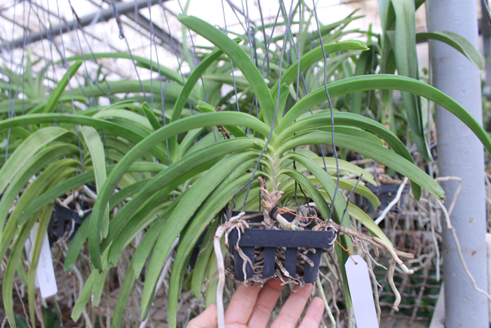 Rhynchostylis coelestis blue.jpg