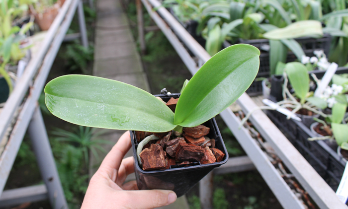 Phalaenopsis Natasha 'Aiko'.jpg