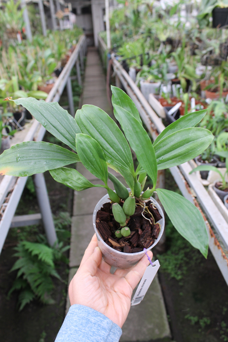 Pholidota chinensis.jpg