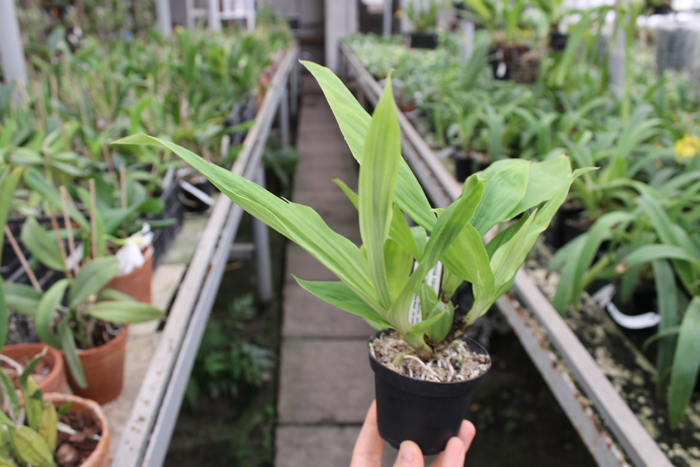 Paphinia neudeckeri.jpg