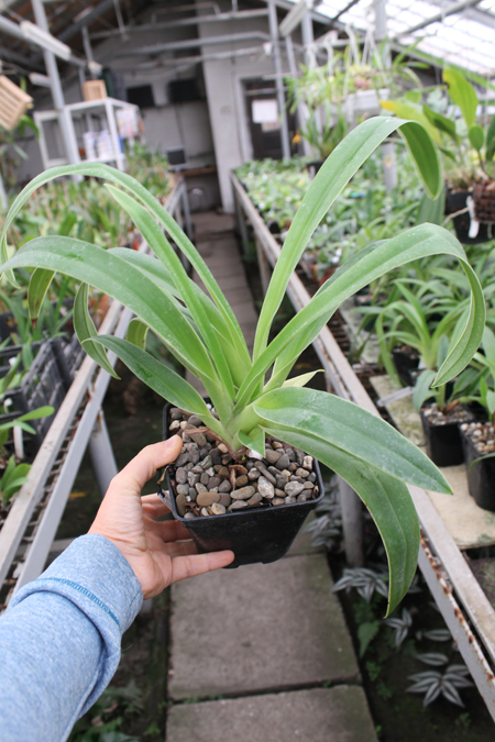 Phragmipedium Inca Fire (Andean Fire x besseae).jpg