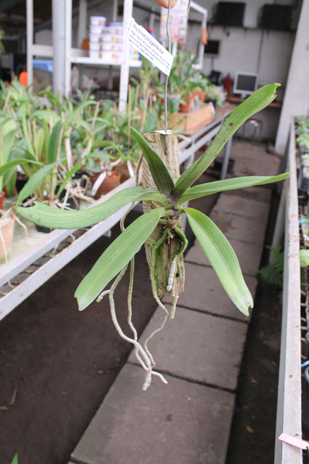 Rhynchostylis gigantea Blu.jpg