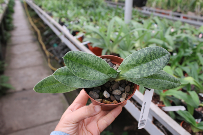 Paphiopedilum venustum alba.jpg