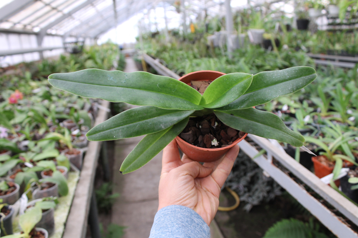 Paphiopedilum hangianum.jpg