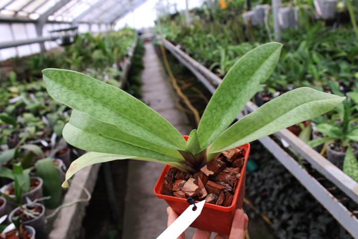 Paphiopedilum Hung Sheng Star x Winston Churchill 'Indomitable'.jpg