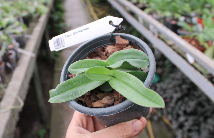 Paphiopedilum fairrieanum.jpg
