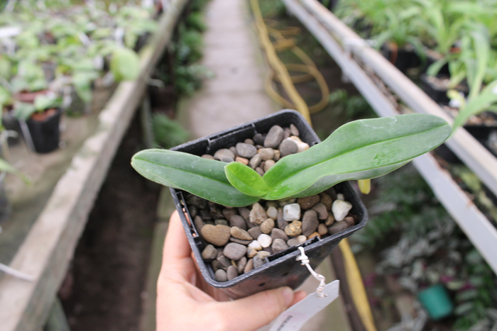 Paphiopedilum emersonii.jpg
