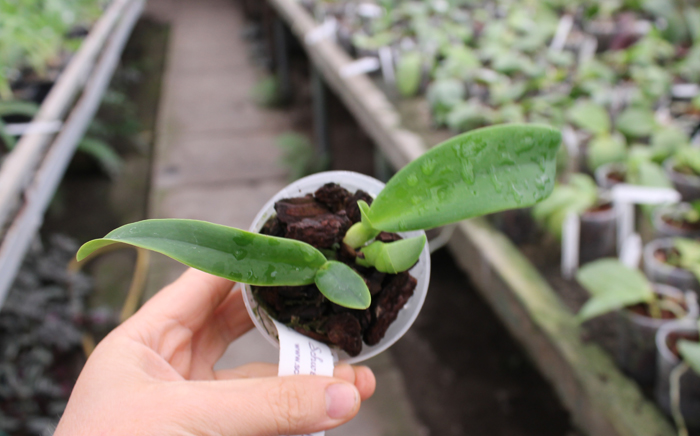 Cattleya dowiana aurea.jpg