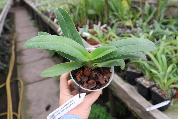 Paphiopedilum rothschildianum x (emersonii x hangianum).jpg