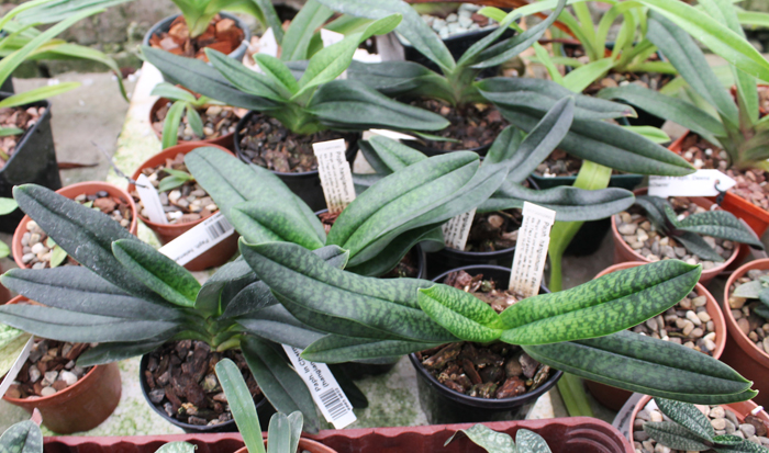 Paphiopedilum In Charm Handel (hangianum x delenatii).jpg