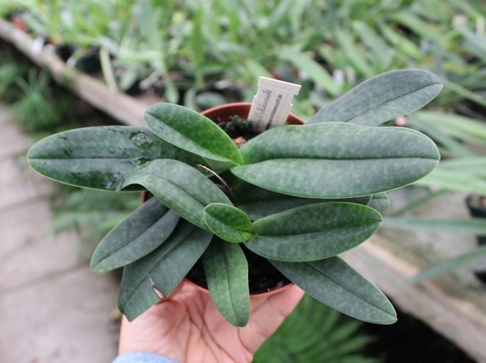 Paphiopedilum hangianum x bellatulum.jpg