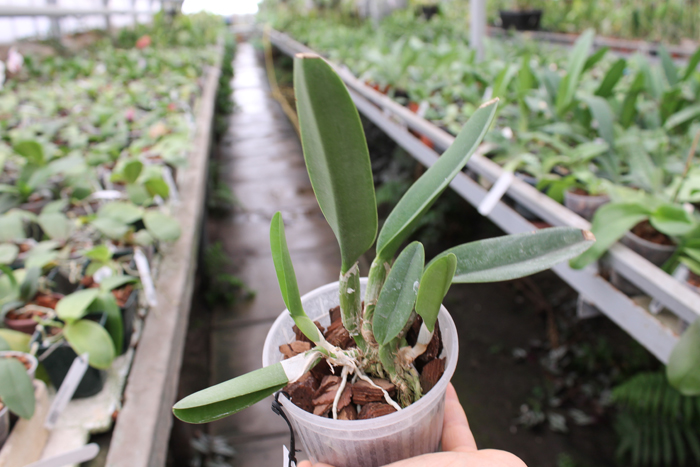 Brassavola digbyana var fimbripetala.jpg