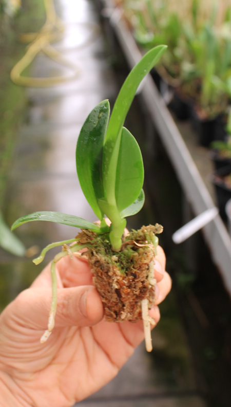 Laelia alaori x sincorana.jpg