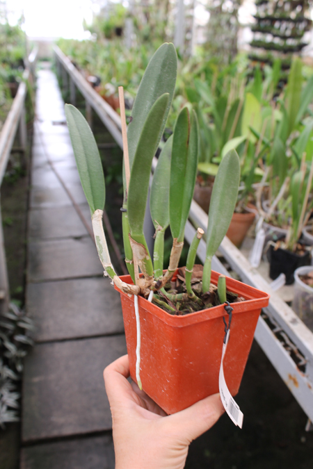 Rhyncholaelia glauca.jpg