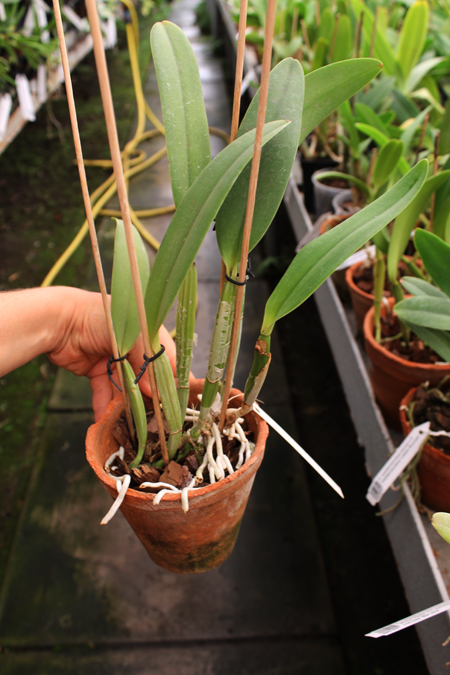 Cattleya lueddemanniana alba 'OMG' x Cattleya lueddemanniana coerulea 'Siquesique'.jpg