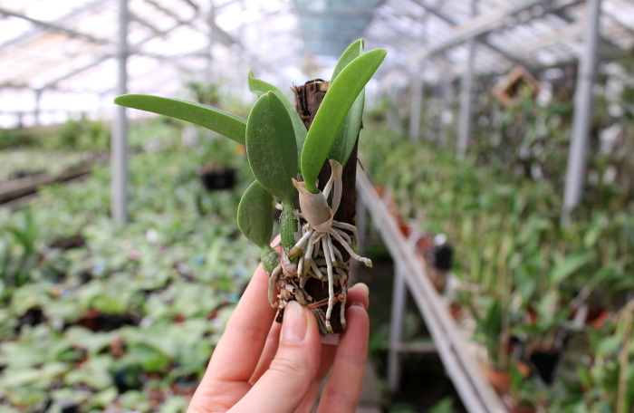 Laelia sincorana coerulea (сlara) x Laelia sincorana coerulea escura 'AWZ'.JPG