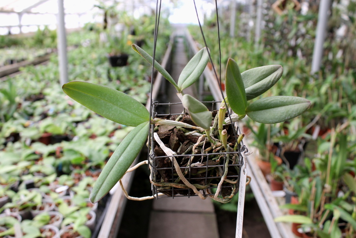 Cattleya schilleriana 'Biriricas' x Cattleya schilleriana 'Olinda'.JPG
