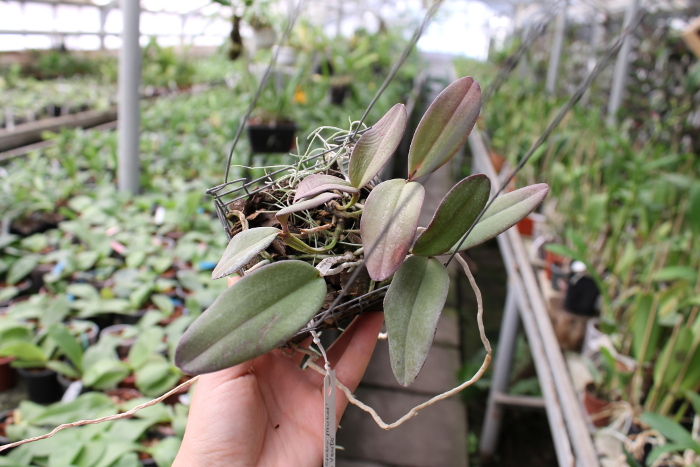 Cattleya schilleriana 'Cleber Munhol' x Cattleya schilleriana 'Pedra do Vento'.JPG
