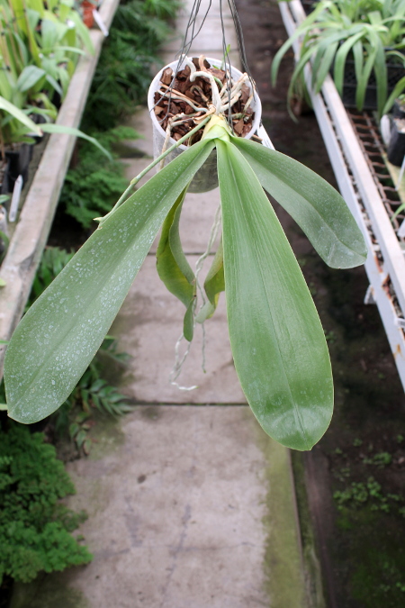 Phalaenopsis Joey (gigantea x lueddemanniana).JPG