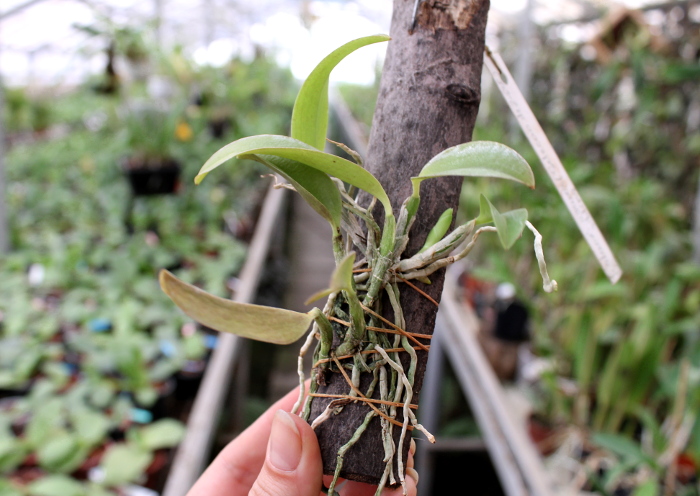 Laelia alaori escura x self.JPG