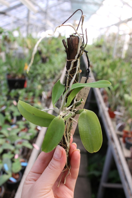 Laelia alaori escura II x Laelia alaori escura I.JPG