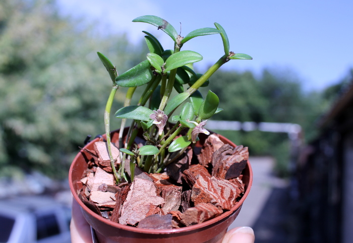 Dendrobium quadrangulare.JPG