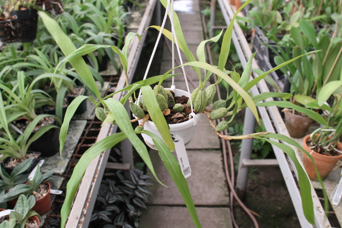 Coelogyne cristata.JPG