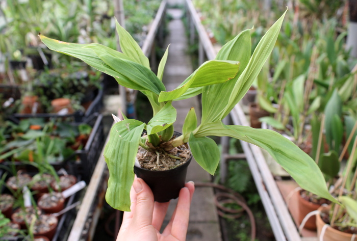 Paphinia neudeckeri.JPG