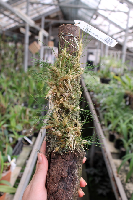 Isabelia virginalis (clump).JPG